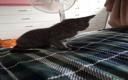 Mixed Breed cats for sale: 8 week kittens - Image 14