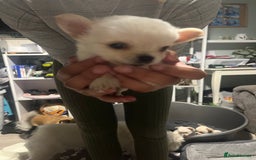 Chihuahua dogs for sale: Long hair chihuahuas  - Image 5