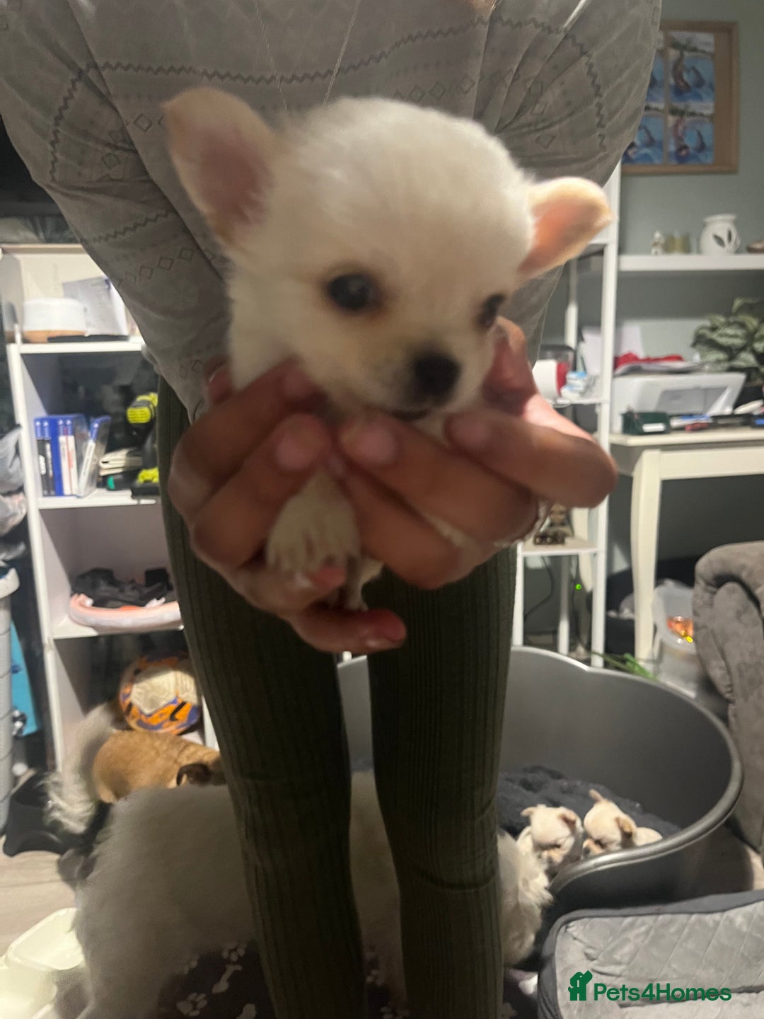 Chihuahua dogs for sale: Long hair chihuahuas  - Image 5