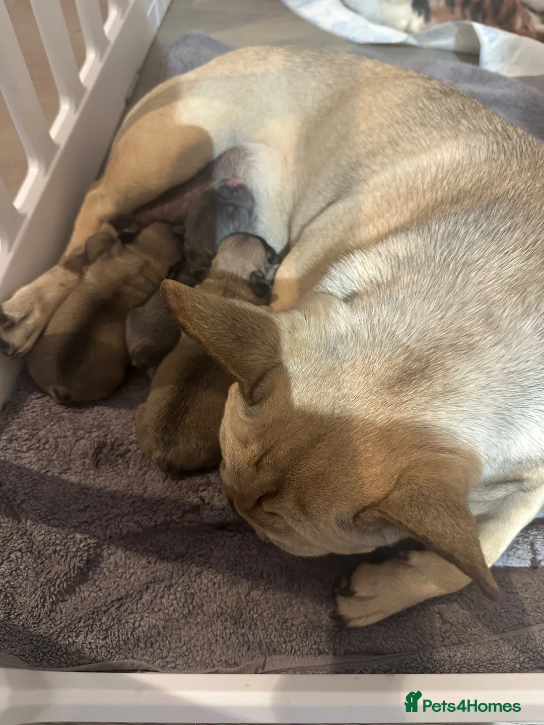 French Bulldog dogs for sale: French bulldog  - Advert 1