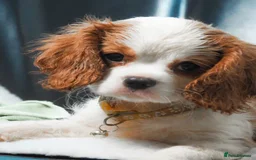 Cavalier King Charles Spaniel dogs for sale: Purebred Cavalier King Charles Spaniel Puppies - Image 3