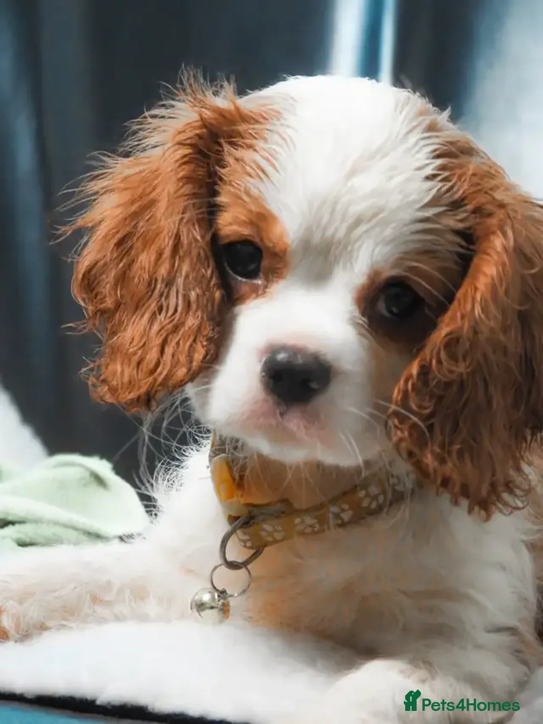 Cavalier King Charles Spaniel dogs for sale: Purebred Cavalier King Charles Spaniel Puppies - Image 3