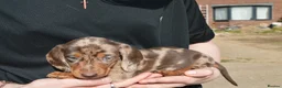 Miniature Dachshund dogs for sale: Last one available Miniature Dachshund  - Advert 3
