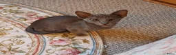 Oriental cats for sale: Blue oriental kitten  - Advert 6