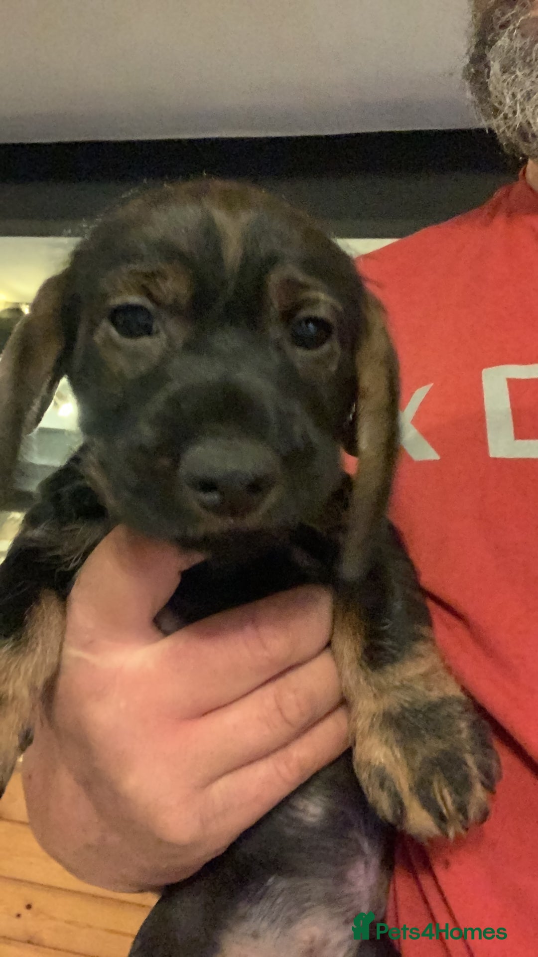 Dachshund dogs for sale: Standard wirehaired dachshund  - Advert 19