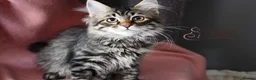 Siberian cats for sale: Siberian Kitens from Tunguska House Cattery - Advert 23