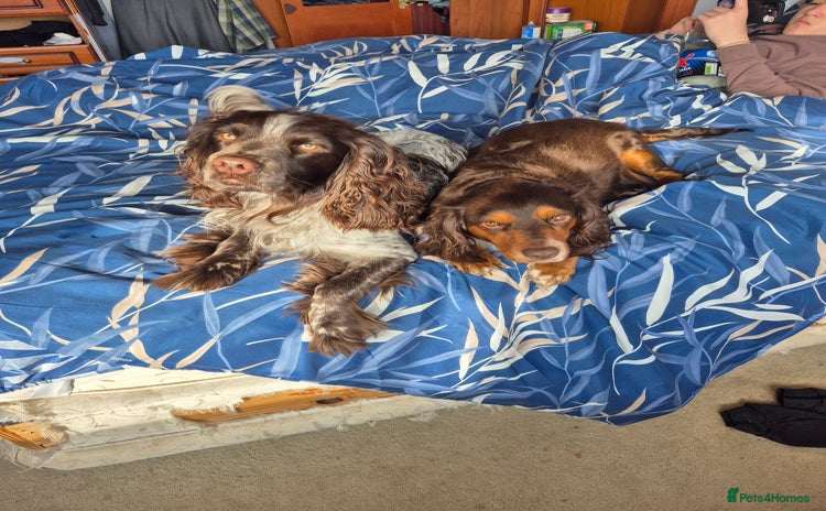 Cocker Spaniel dogs - Advert 2