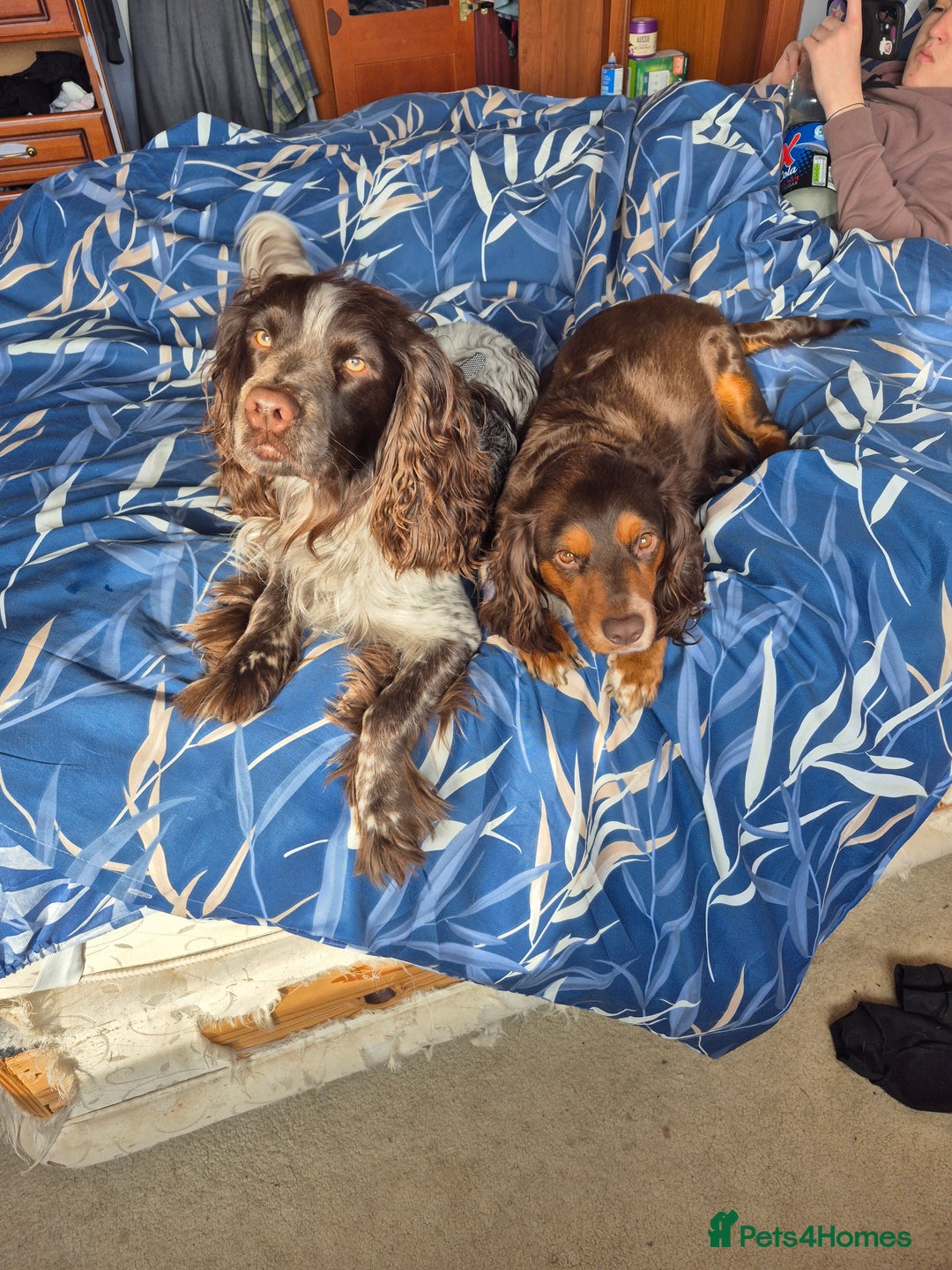 Cocker Spaniel dogs for sale: Two adult spaniels - Image 1