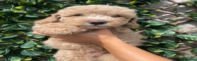 Pablo
