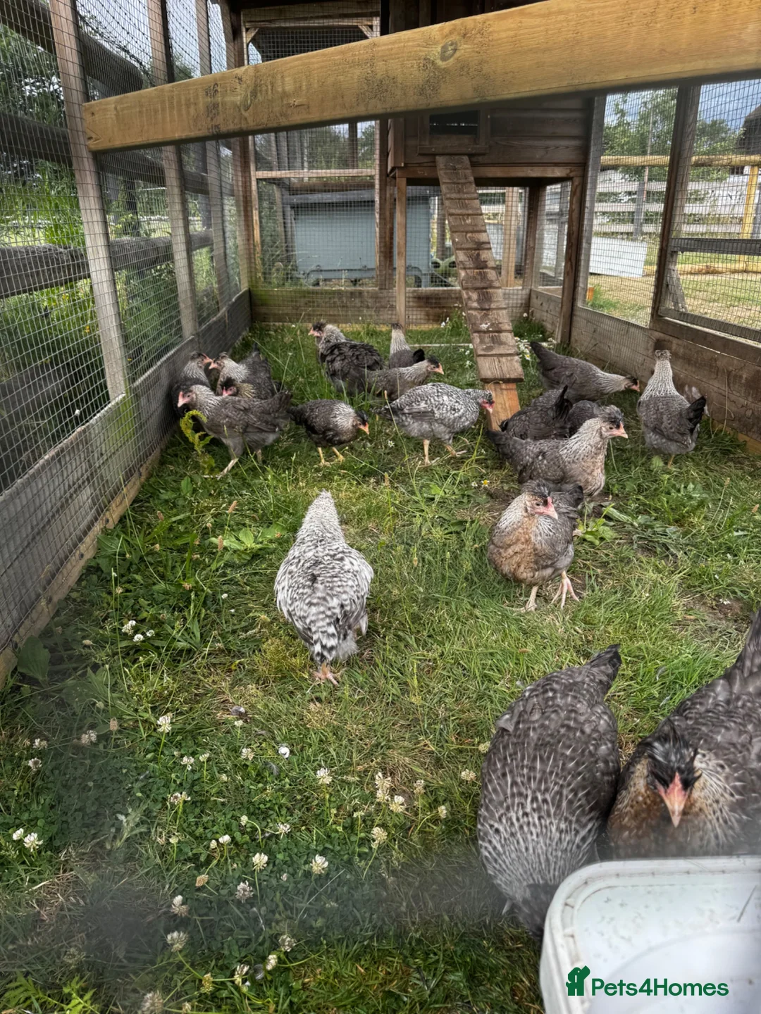 Chickens poultry for sale: POL Hens, Hatching eggs, and day old chicks  - Advert 1
