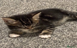 Bengal cats for sale: 2 female bengals  - Image 3