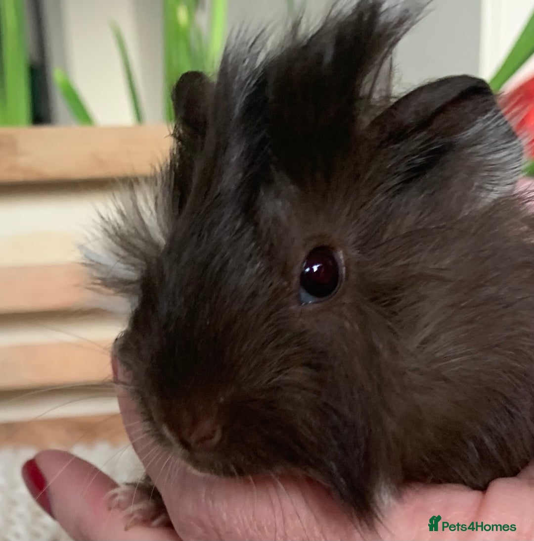 Guinea Pig rodents for sale:  VERY tame, healthy, GORGEOUS baby boy Guinea pigs - Advert 16