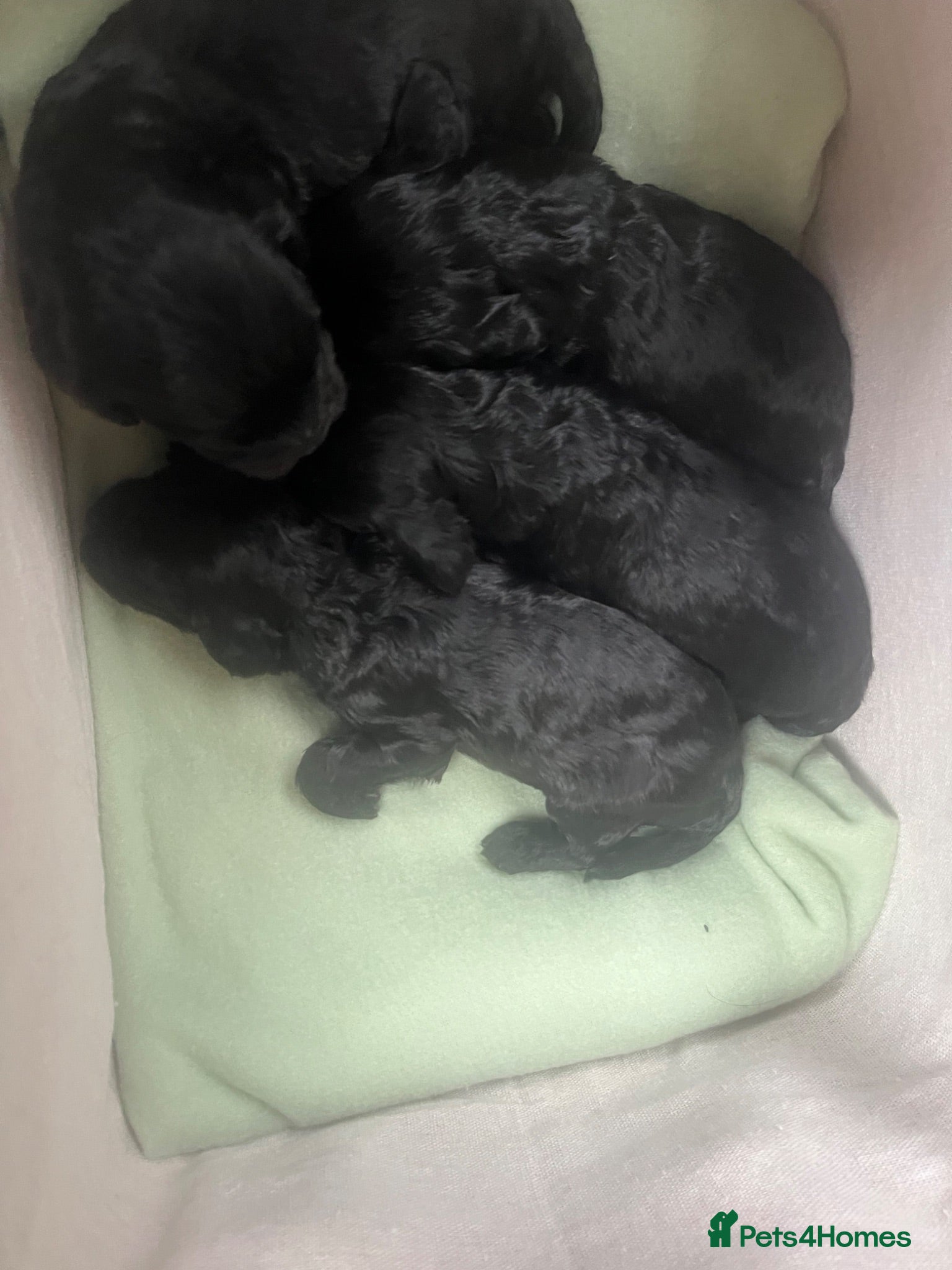 Cockapoo dogs F1 Cockapoo Puppies - Advert 2