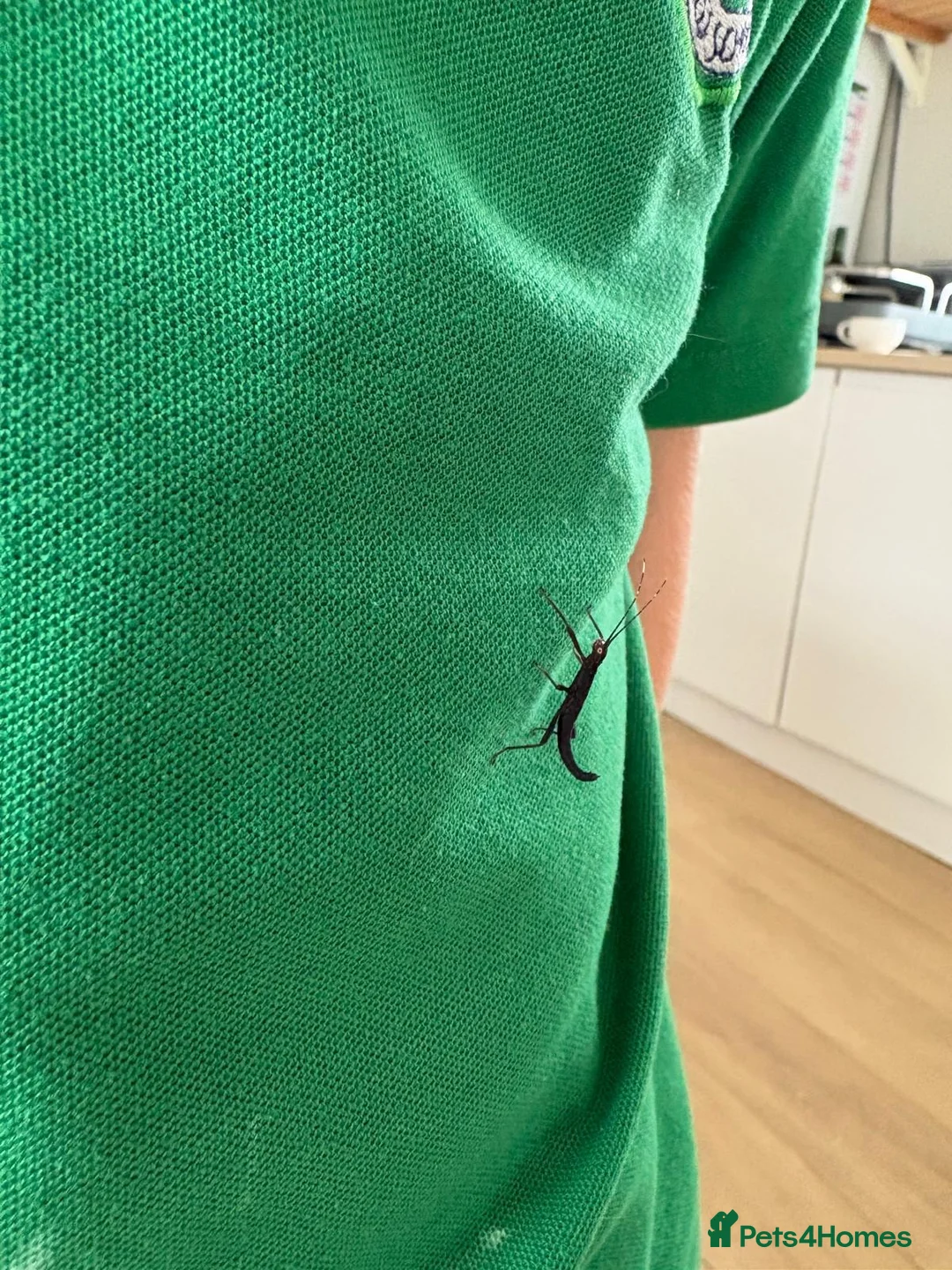 Stick Insects invertebrates for sale: Rare black velvet stick insect in Helensburgh - Advert 4