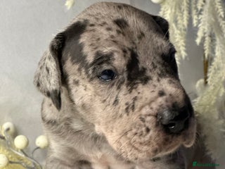 Great Dane dogs - Advert 26