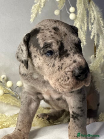 Great Dane dogs - Advert 2