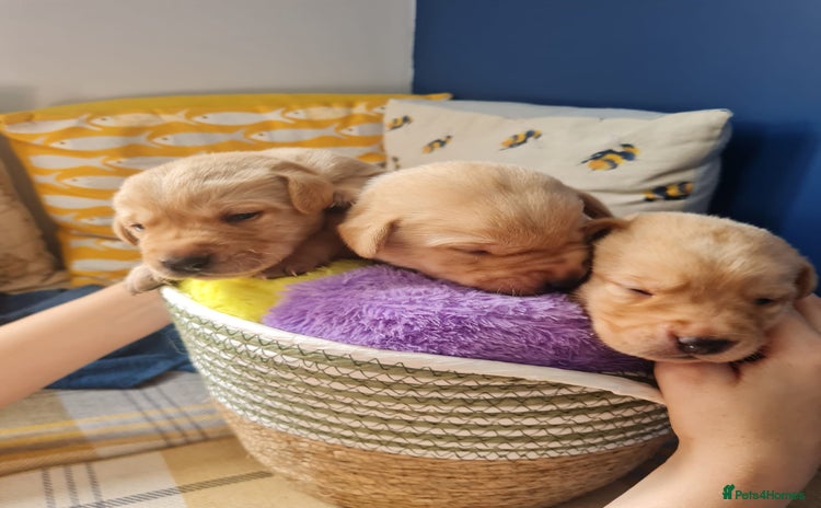 Labrador Retriever dogs - Advert 3