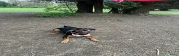 Rottweiler dogs for sale: Roxy the Rottweiler  in Eastbourne - Advert 11