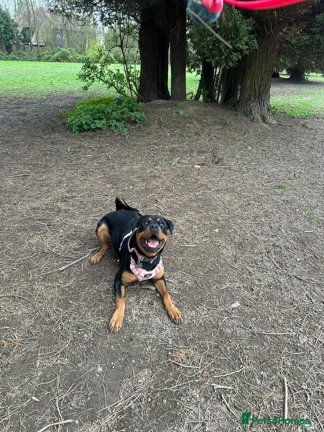 Rottweiler dogs for sale: Roxy the Rottweiler  in Eastbourne - Advert 11
