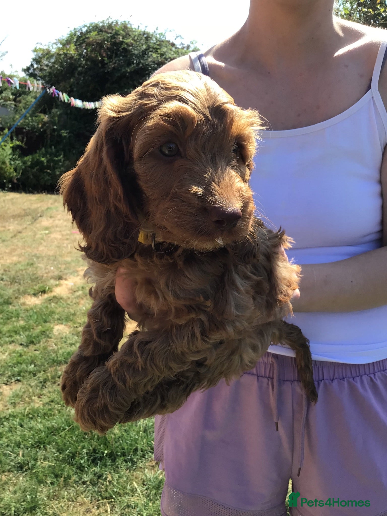 Cockapoo dogs Beautiful f2 cockapoo puppies - Advert 6