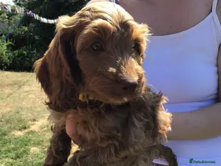 Cockapoo dogs Beautiful f2 cockapoo puppies - Advert 6