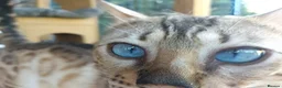 Bengal cats for sale: **Last Snow Lynx Bengal Kitten** TICA - Advert 6