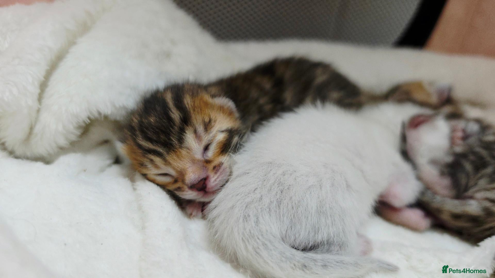 Bengal cats Exquisite Pedigree Bengal Kittens  - Advert 3