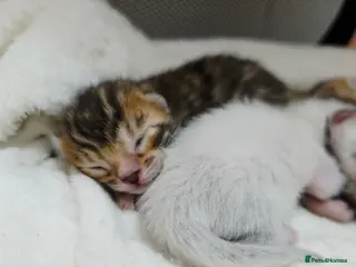 Bengal cats Exquisite Pedigree Bengal Kittens - Advert 3
