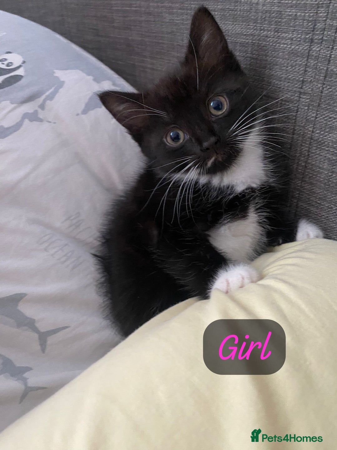 Mixed Breed cats for sale: Kittens looking a new home  - Advert 3