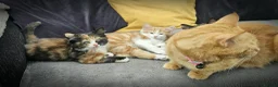 Mixed Breed cats for sale: 3 Lovely Kittens READY FOR A NEW HOME NOW !!! in West Drayton - Advert 7
