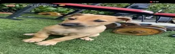Lurcher dogs for sale: Wheaten bull greyhound - Advert 9