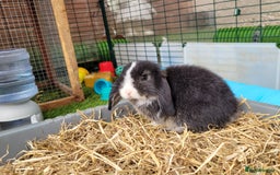 Mini Lop rabbits for sale: Beautiful Mini Lops - READY TO LEAVE  - Image 26