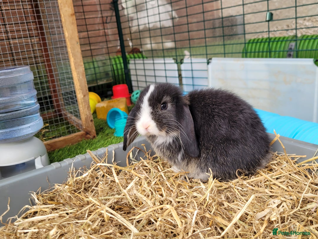 Mini Lop rabbits for sale: Beautiful Mini Lops - READY TO LEAVE  - Image 26