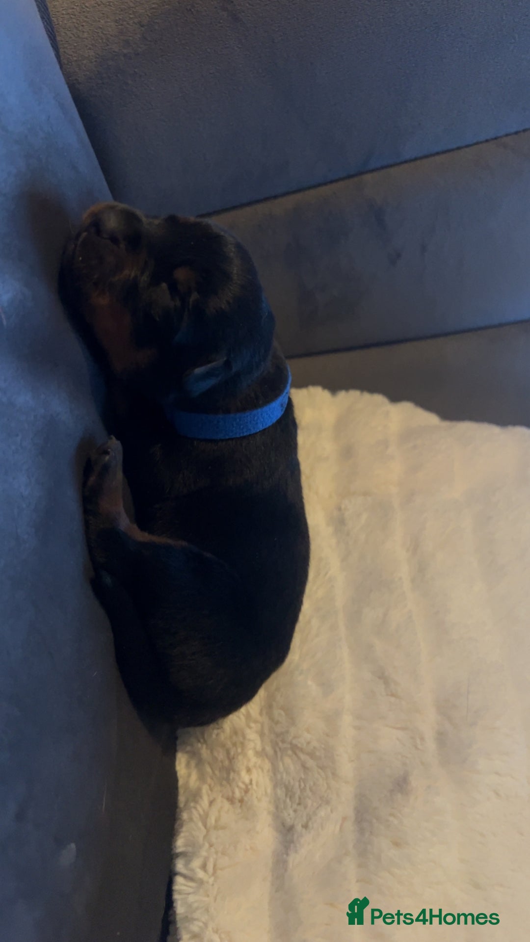 Rottweiler dogs for sale: 9 purebred Rottweiler puppies for sale - Advert 7