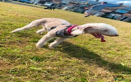 Bedlington Terrier dogs for sale: Pure Bedlington terrier puppy’s for sale £1500 - Image 3