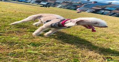 Bedlington Terrier dogs - Advert 1