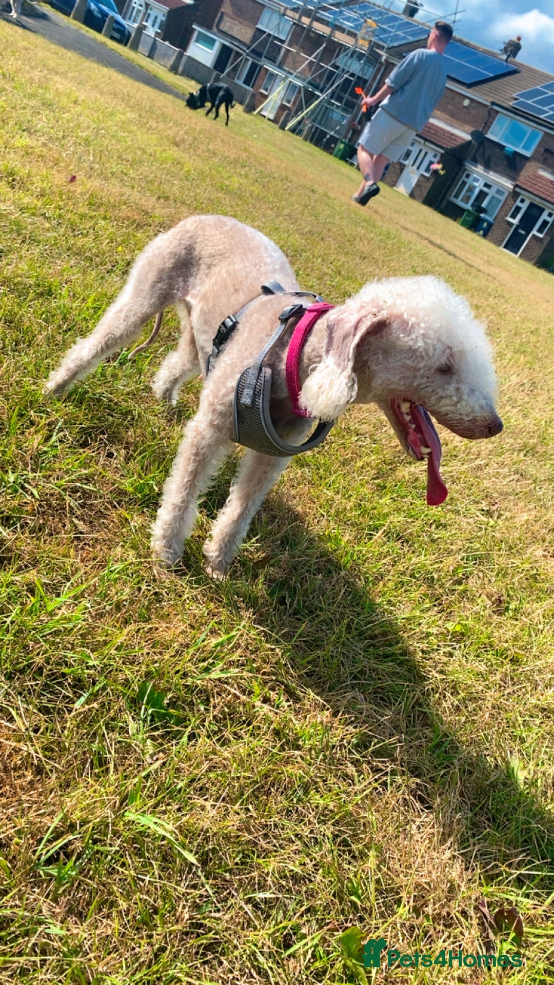 Bedlington Terrier dogs for sale: Pure Bedlington terrier puppy’s for sale £1500 - Image 3