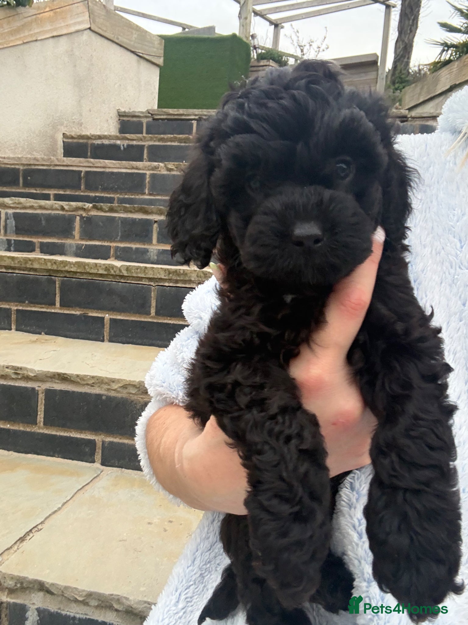 Cavapoochon dogs for sale: 2 cavapoochons available - Advert 1