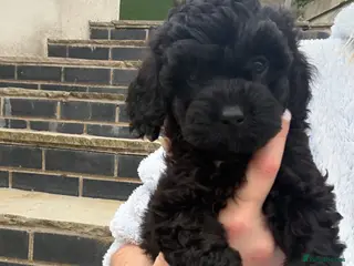 Cavapoochon dogs 2 cavapoochons available - Advert 7