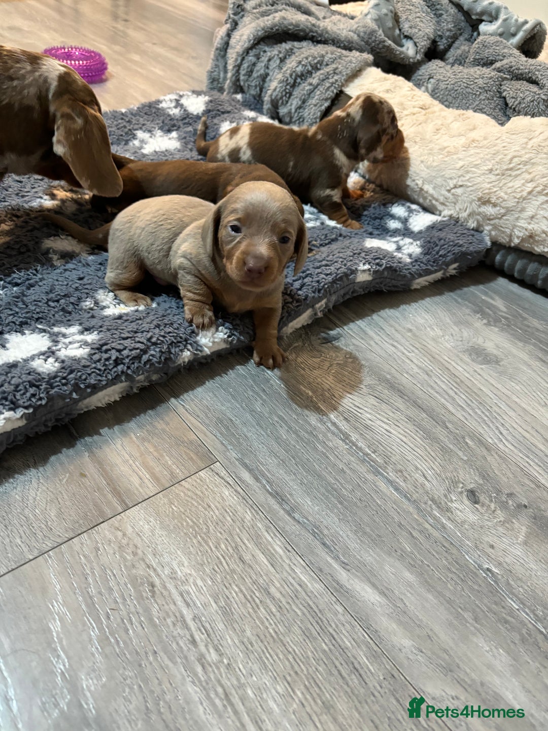 Dachshund dogs for sale: 5* DACHSHUND PUPPIES  - Advert 5