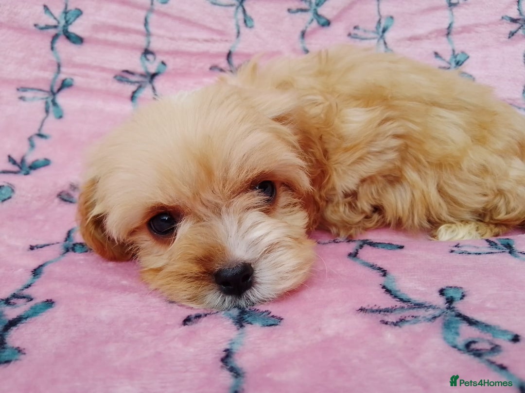 Cavapoo dogs for sale: Exceptional cavapoo puppies  - Image 24