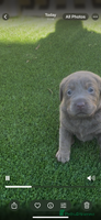 Labrador Retriever dogs - Advert 4