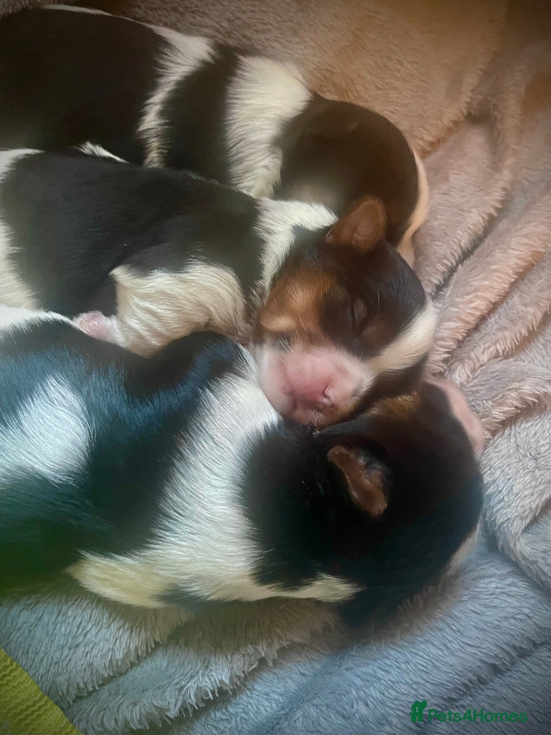 Biewer Terrier dogs for sale: Biewer Terrier Puppies - Advert 21