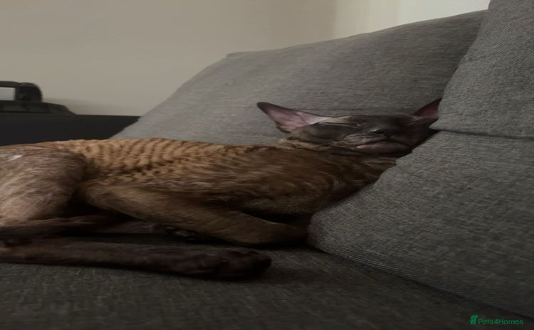 Cornish Rex cats - Advert 15