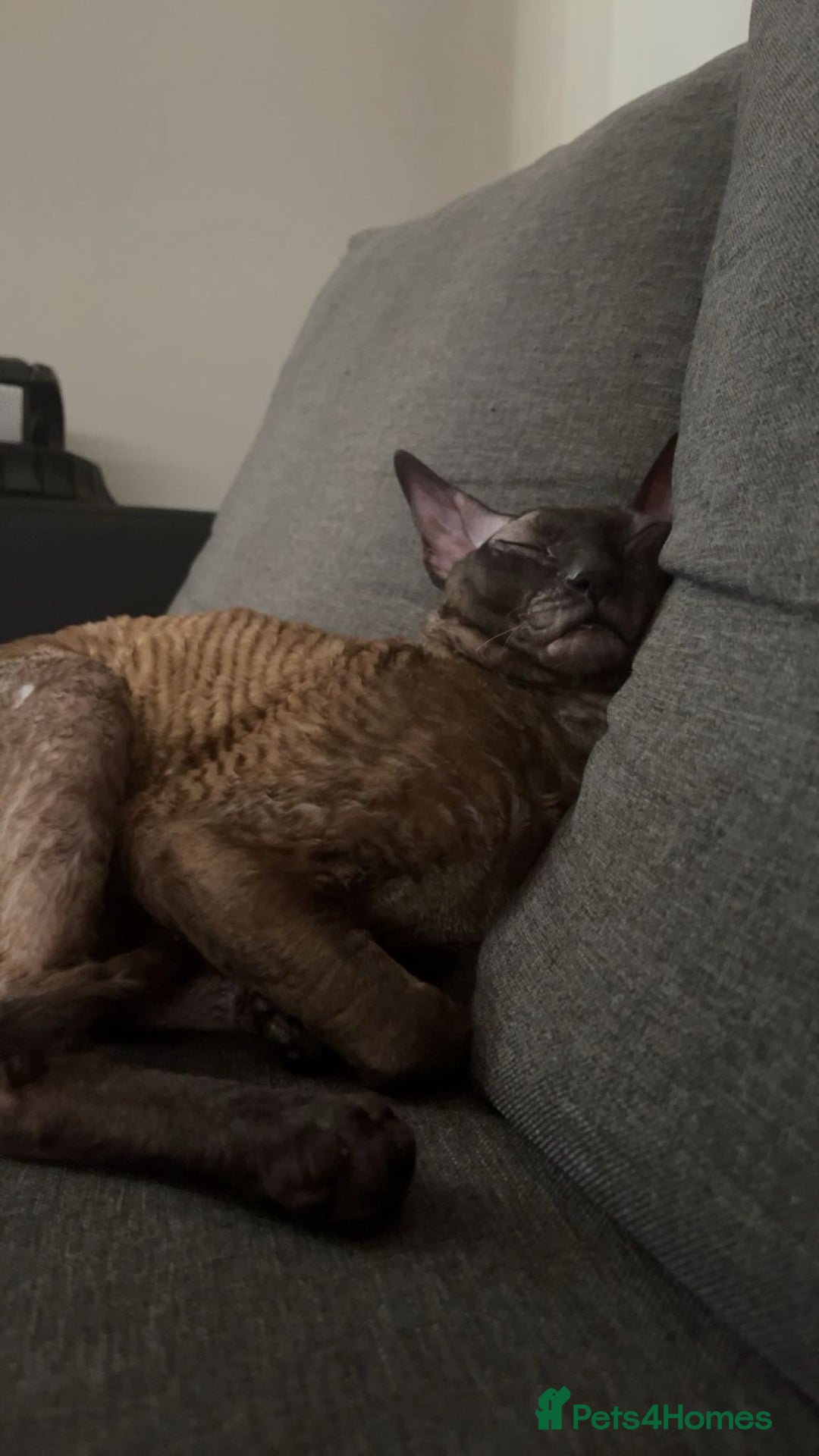 Cornish Rex cats for sale: Bruno, Cornish rex - Image 1