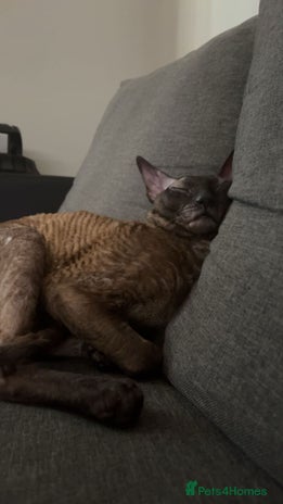 Cornish Rex cats - Advert 1
