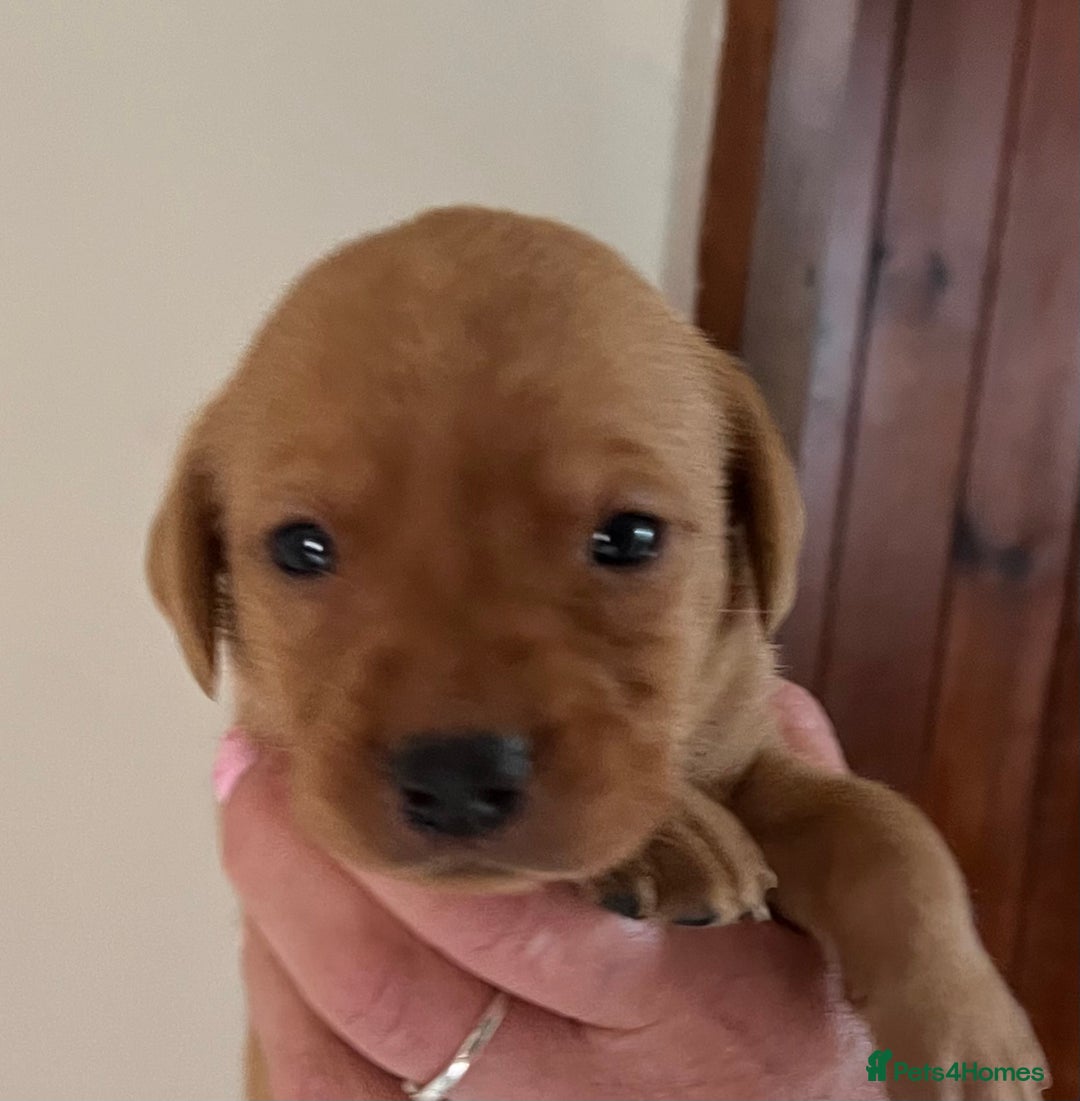 Labrador Retriever dogs for sale: SUPER DARK FOX RED KC LAB PUPS HEALTH TESTED  - Image 3