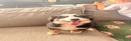 Bernese Mountain Dog dogs for sale: READY NOW Last female KC Bernese puppy  - Advert 11