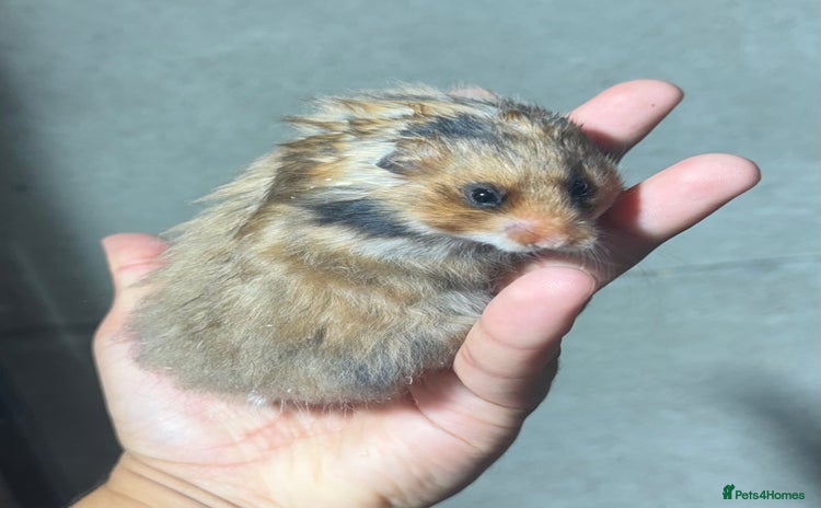 Hamster rodents - Advert 3