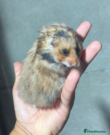 Hamster rodents - Advert 13